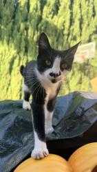 Found/Stray Female Cat last seen Chiquita ave & villa street, Mountain View, CA 94041