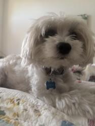Lost Male Dog last seen Plaza Del Mar, Del Mar, CA 92014
