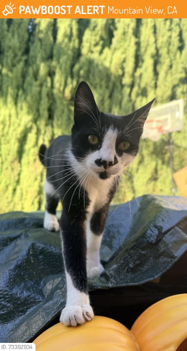 Found/Stray Female Cat last seen Chiquita ave & villa street, Mountain View, CA 94041