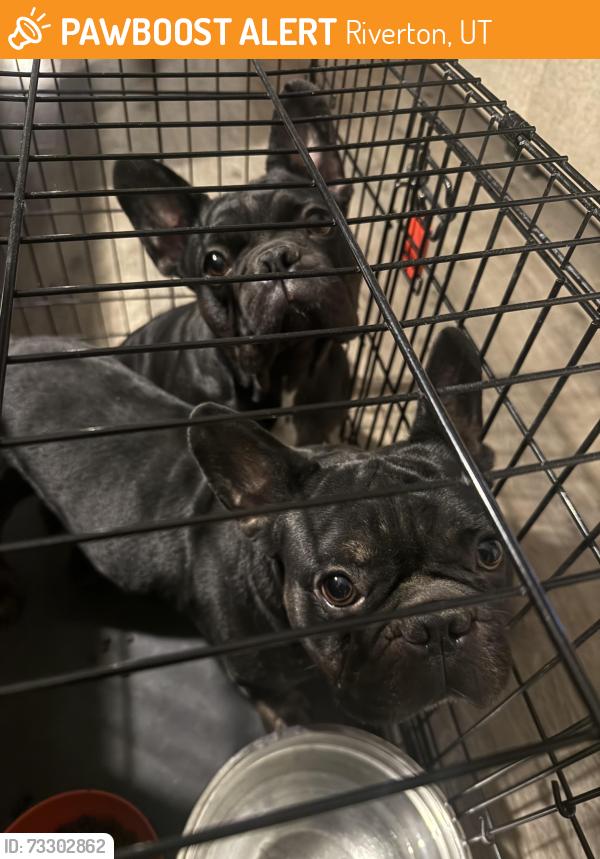 Found/Stray Male Dog last seen Velocity Auto Sales, Riverton, UT 84065