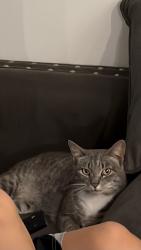 Lost Female Cat last seen Bluff park area, Hoover, AL 35226