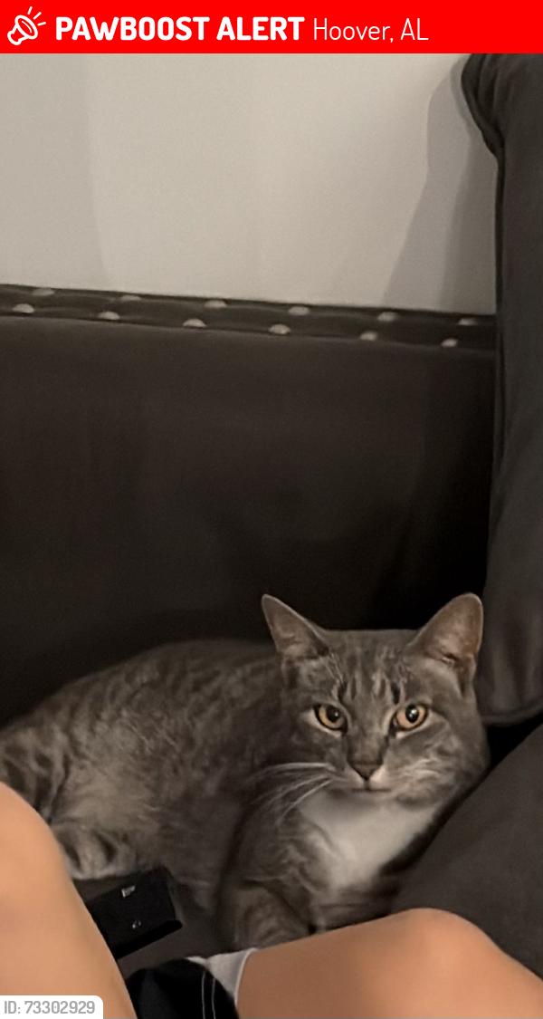 Lost Female Cat last seen Bluff park area, Hoover, AL 35226