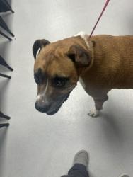 Shelter Stray Male Dog last seen Near S Spears St, City of Alvarado, TX, 602 S Pkwy Dr, Alvarado, TX 76009, USA