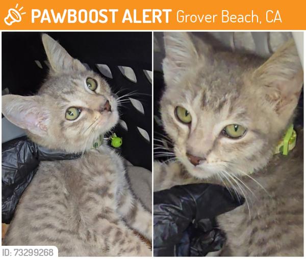 Found/Stray Male Cat last seen Manhattan Ave and 8th, Grover Beach, CA 93433