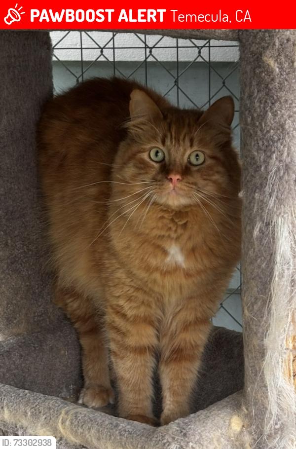 Lost Male Cat last seen Santiago and Ynez Temecula, Temecula, CA 92592