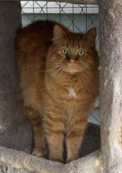 Lost Male Cat last seen Santiago and Ynez Temecula, Temecula, CA 92592