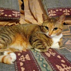 Lost Female Cat last seen Near Northway Dr Parkville ,Baltimore md, Baltimore, MD 21234