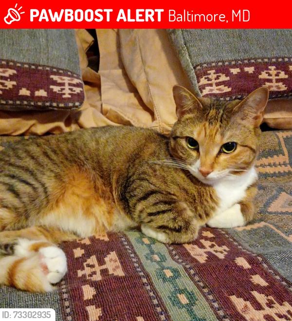 Lost Female Cat last seen Near Northway Dr Parkville ,Baltimore md, Baltimore, MD 21234