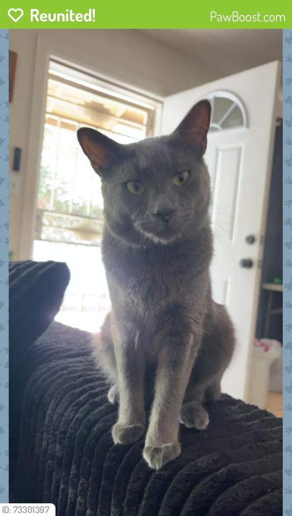 Reunited Male Cat last seen Near Compton Ct, Chino, CA 91710, USA, Chino, CA 91710