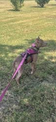 Reunited Female Dog last seen Fritz Zwicke new Berlin tx, Seguin, TX 78155