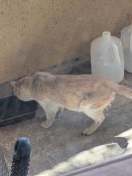 Found/Stray Male Cat last seen Warner and Newhope. Fountain valley, Fountain Valley, CA 92708