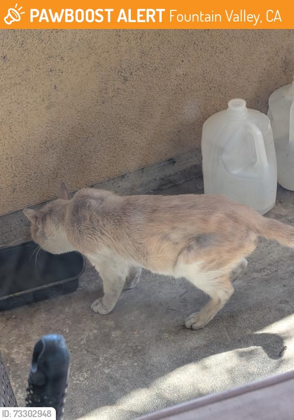 Found/Stray Male Cat last seen Warner and Newhope. Fountain valley, Fountain Valley, CA 92708
