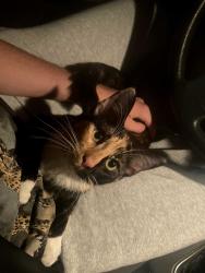 Found/Stray Unknown Cat last seen Farnsworth Middle School, Saint Paul, MN 55106