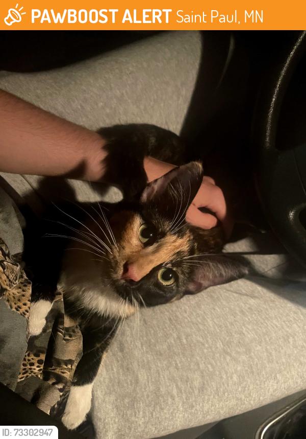Found/Stray Unknown Cat last seen Farnsworth Middle School, Saint Paul, MN 55106