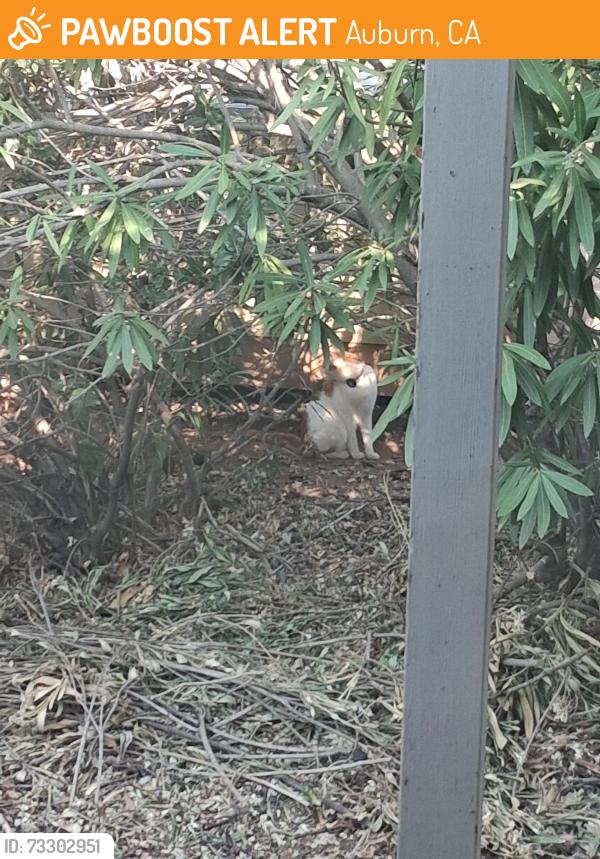 Found/Stray Unknown Cat last seen A few miles from the entrance of LOP front gate, Auburn, CA 95602