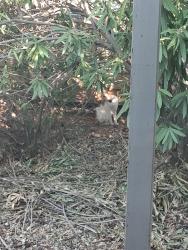 Found/Stray Unknown Cat last seen A few miles from the entrance of LOP front gate, Auburn, CA 95602