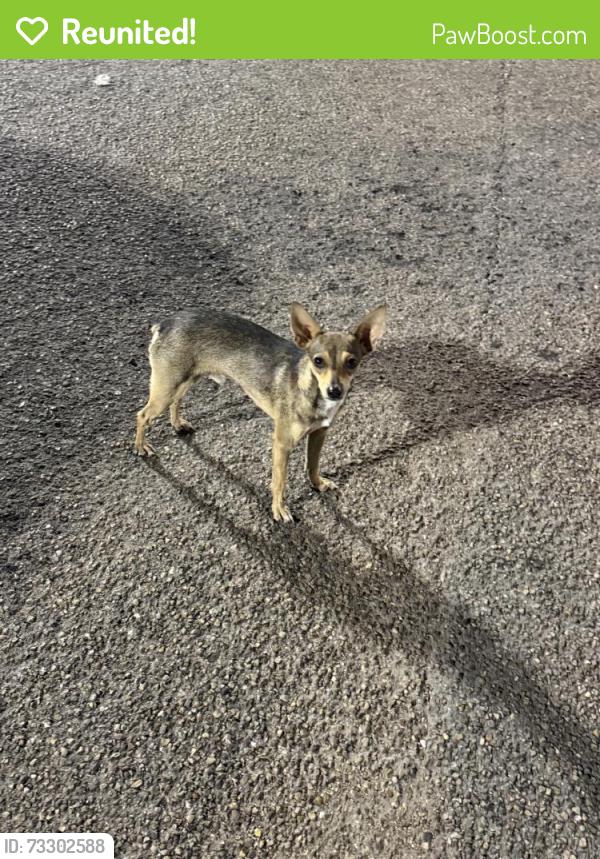 Reunited Male Dog last seen Near Houston Hwy, Victoria, TX 77901, USA, Victoria, TX 77901