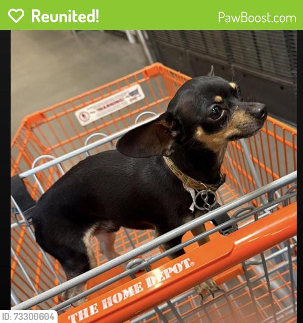 Reunited Male Dog last seen Home Depot, Phoenix, AZ 85018