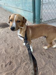 Reunited Male Dog last seen Near Stevenson blvd Fremont ca 94538, Fremont, CA 94538