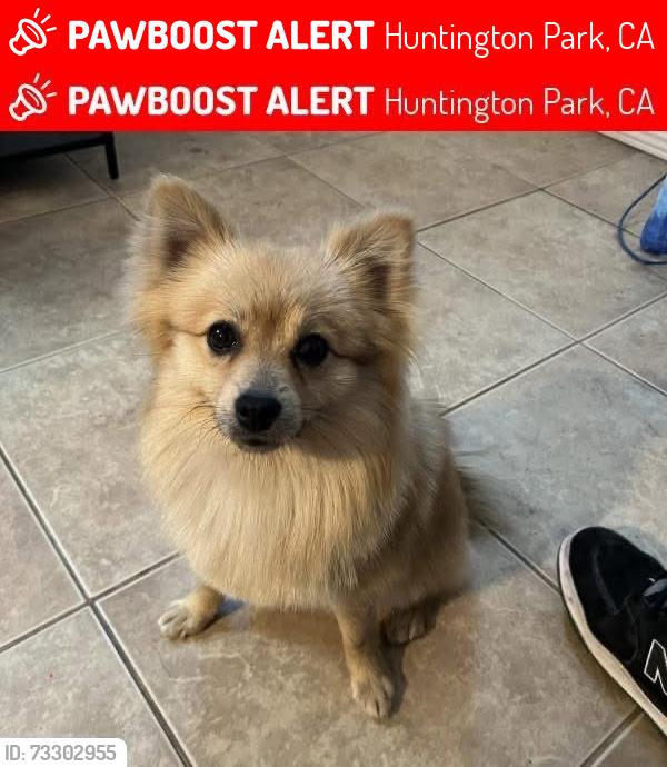 Lost Male Dog last seen Near santa fe ave huntington park ca 90255, Huntington Park, CA 90255