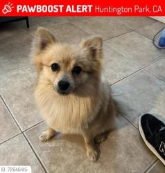 Lost Male Dog last seen Near santa fe ave huntington park ca 90255, Huntington Park, CA 90255