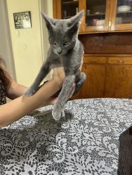 Found/Stray Male Cat last seen A St & E 6 St, Antioch, CA 94509