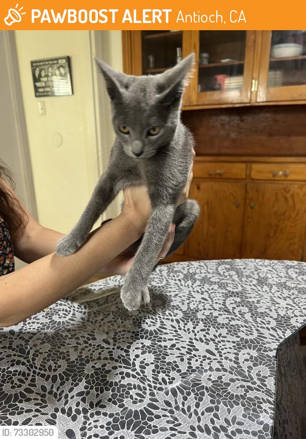 Found/Stray Male Cat last seen A St & E 6 St, Antioch, CA 94509
