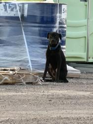 Found/Stray Unknown Dog last seen FM 723 and Joerger Rd -on top of construction off 723, Rosenberg, TX 77471