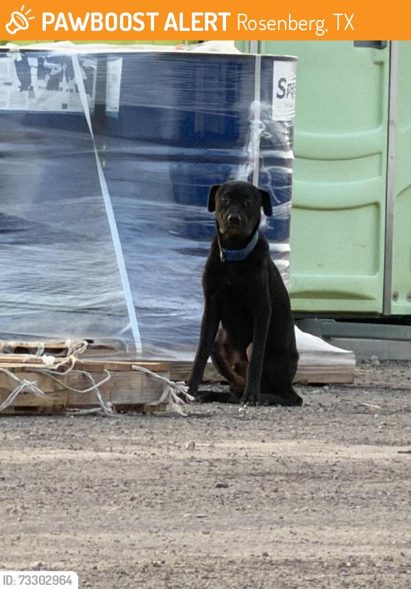 Found/Stray Unknown Dog last seen FM 723 and Joerger Rd -on top of construction off 723, Rosenberg, TX 77471