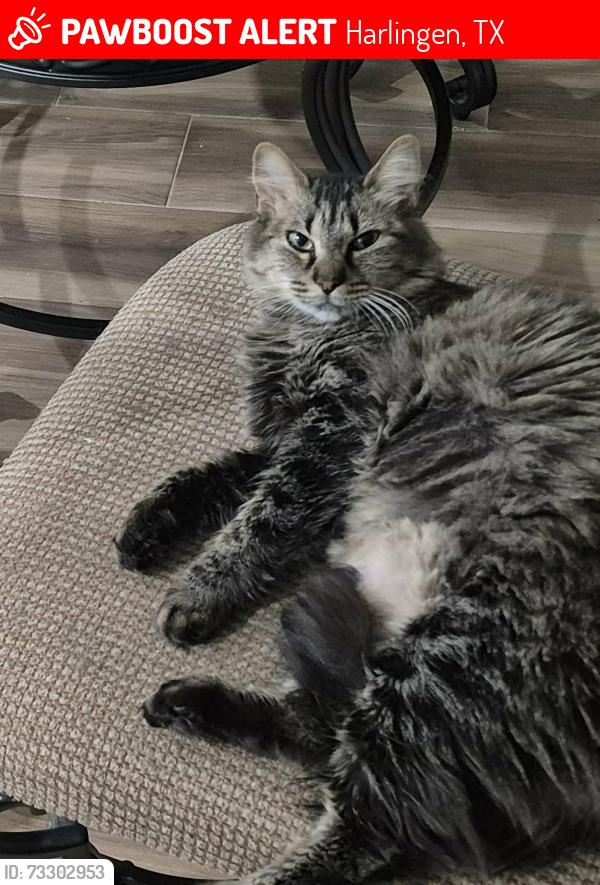 Lost Female Cat last seen Rose Garden Mobile Home Park, Harlingen, TX 78552