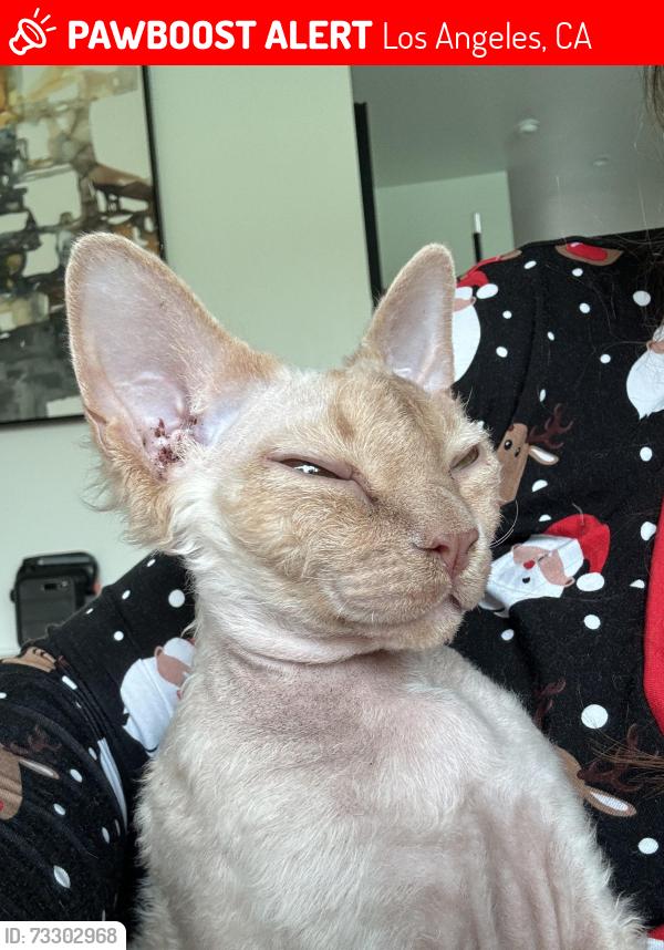Lost Male Cat last seen Lincoln, Los Angeles, CA 90291