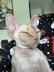 Lost Male Cat last seen Lincoln, Los Angeles, CA 90291