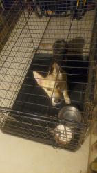 Found/Stray Unknown Dog last seen Hwy 190/ veterans memorial, venable villages, Fort Hood, TX 76544
