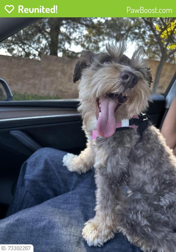 Reunited Female Dog last seen Grizzly Ridge/washington, Murrieta, CA 92562