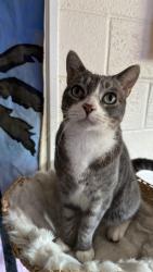 Lost Male Cat last seen Elm ave and Richmond Ave, Fullerton, CA 92832
