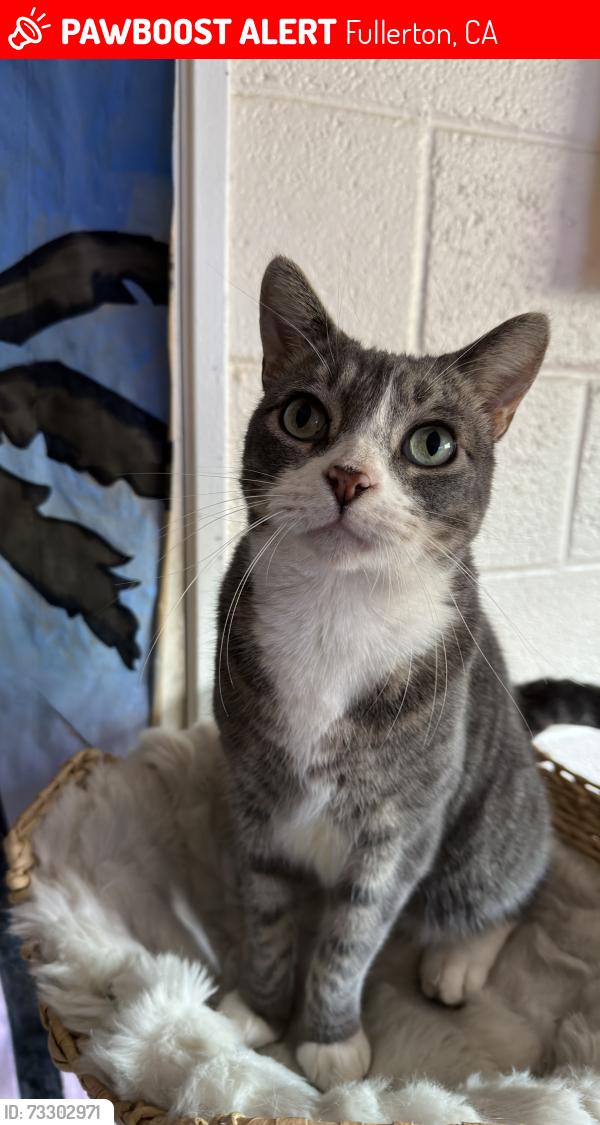 Lost Male Cat last seen Elm ave and Richmond Ave, Fullerton, CA 92832