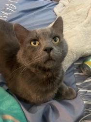 Lost Male Cat last seen Citrus Heights, Citrus Heights, CA 95621