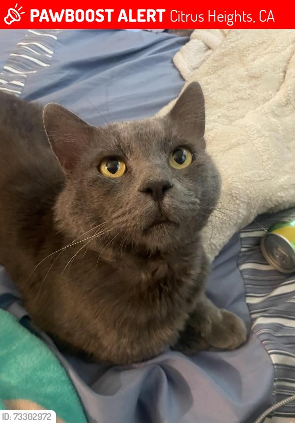 Lost Male Cat last seen Citrus Heights, Citrus Heights, CA 95621