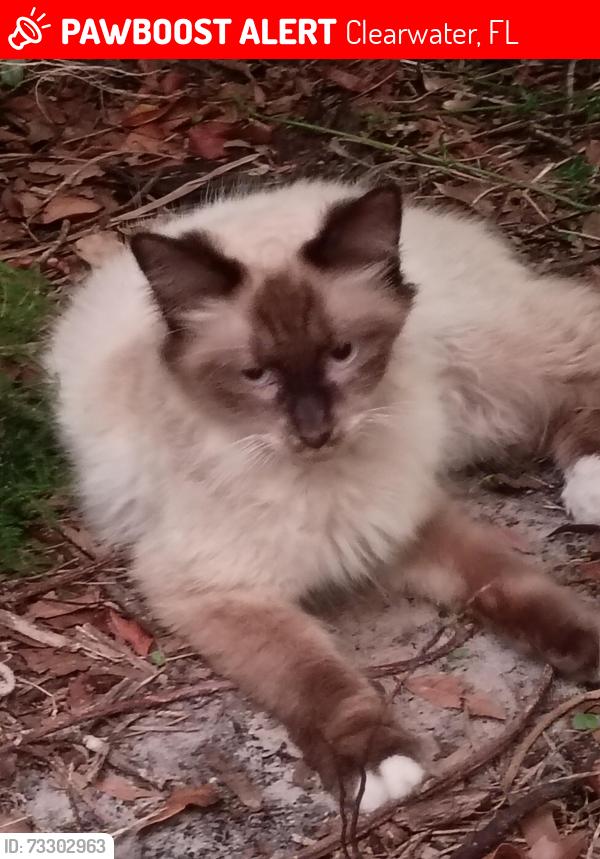 Lost Male Cat last seen Drew st and orangeview ave, Clearwater, FL 33755