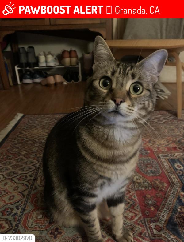 Lost Female Cat last seen Near avenue Alhambra, El Granada, CA 94018