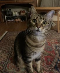 Lost Female Cat last seen Near avenue Alhambra, El Granada, CA 94018