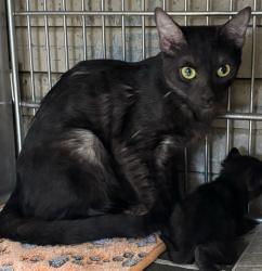 Shelter Stray Female Cat last seen , 4275 Elton St, Baldwin Park, CA 91706, USA
