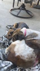 Found/Stray Male Dog last seen Hillcrest Ave, Antioch, CA 94531