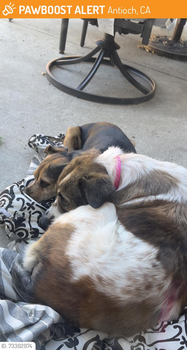 Found/Stray Male Dog last seen Hillcrest Ave, Antioch, CA 94531