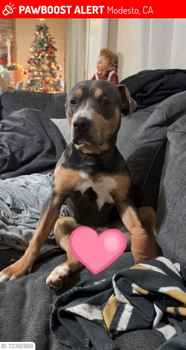 Lost Female Dog last seen El vista, Modesto, CA 95354