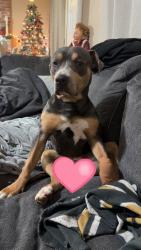 Lost Female Dog last seen El vista, Modesto, CA 95354
