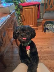 Reunited Male Dog last seen Windsor Mill Rd, Lochearn, MD 21207