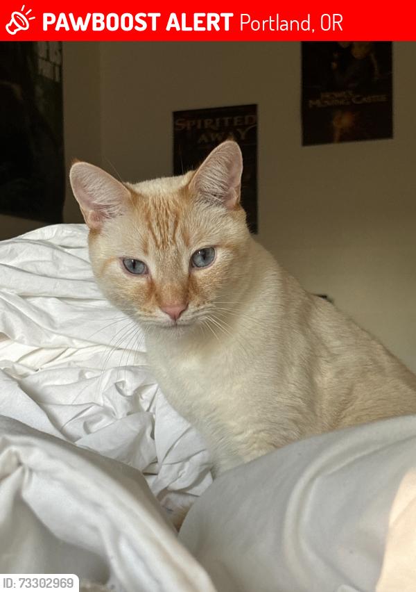 Lost Male Cat last seen NE Thompson Street & NE 51st Ave, Portland, OR 97213
