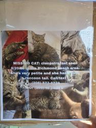 Lost Female Cat last seen Meadowbrook apmts, Shoreline, WA 98177
