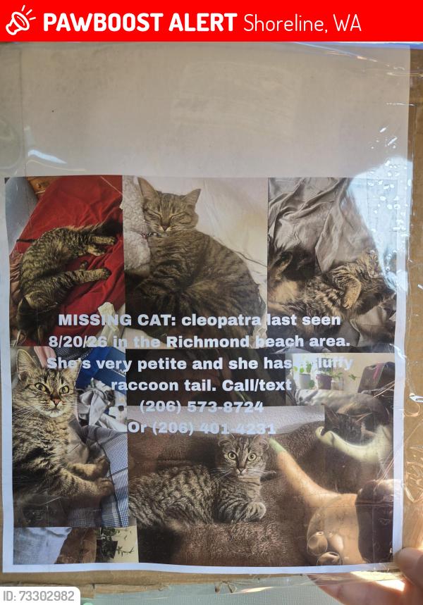 Lost Female Cat last seen Meadowbrook apmts, Shoreline, WA 98177